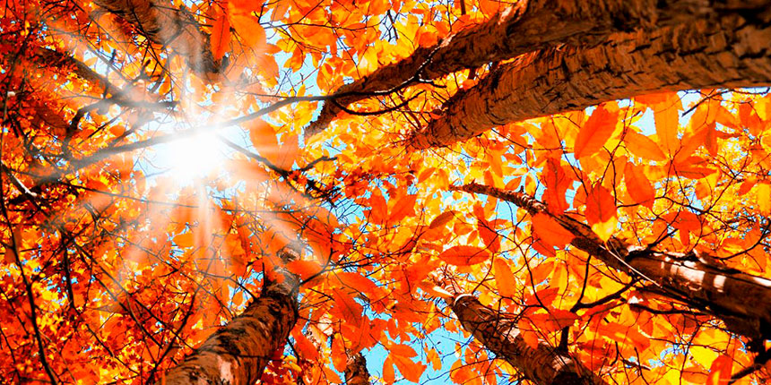 Arriba la tardor al montseny